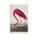 First Edition of The Birds of America, American Flamingo by Jhon James Audubon –  A3 print 