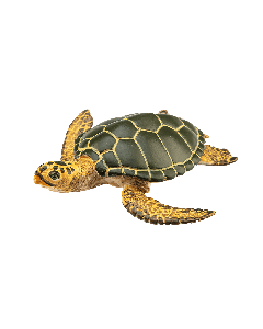 Green Sea Turtle Small