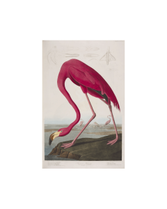 First Edition of The Birds of America, American Flamingo by Jhon James Audubon –  A3 print 