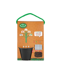 Plant a pencil Kit