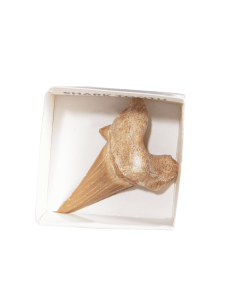 KUNUGI – Shark Tooth