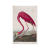 First Edition of The Birds of America, American Flamingo by Jhon James Audubon –  A3 print 